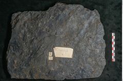 Foto (Detailansicht) von Sigillaria subrotunda Brongniart (NHMW-GEO-2024-0188-11043)